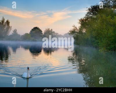 Cygne solitaire au lever du soleil sur la Tamise à Radley. Première lumière luminescente au-dessus d'un beau tronçon de la Tamise par Radley Boathouse. Fondé en 1921, le hangar à bateaux sert le Radley College et les amateurs d'aviron locaux depuis plus d'un siècle. Voir des cygnes comme celui-ci sur un matin d'automne brumeux me rappelle irrésistiblement le cygne de Tuonela, un cygne mystique qui nage pour toujours dans le monde souterrain dans la grande épopée mythologique finlandaise The Kalevala peut-être que c'est juste moi ? Banque D'Images