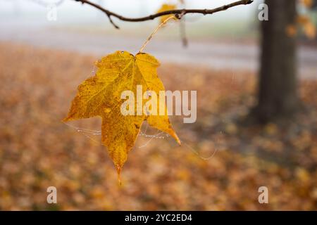 Feuille d'automne croustillante et toile d'araignée de rosée contre le brouillard matinal Banque D'Images