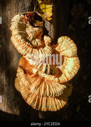 Les champignons de support d'étagère poussent sur la bûche tombée à l'automne Banque D'Images