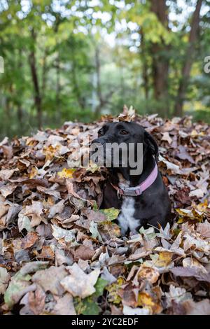 Gros plan de chien de compagnie enterré dans les feuilles d'automne pendant l'automne Banque D'Images