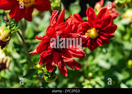 Belles fleurs de Dahlia dans le jardin Banque D'Images