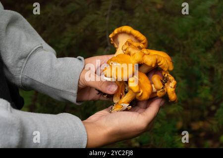 Mains tenant les champignons Chantrelle récoltés dans le PNW. Banque D'Images