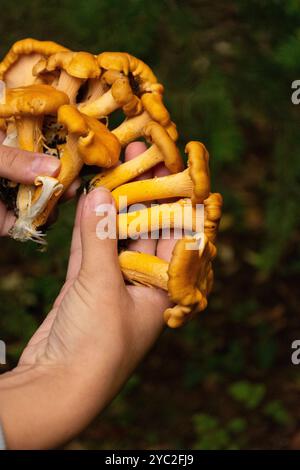 Mains tenant les champignons Chantrelle récoltés dans le PNW. Banque D'Images