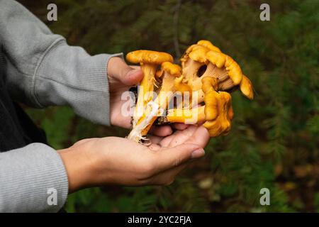 Mains tenant les champignons Chantrelle récoltés dans le PNW. Banque D'Images