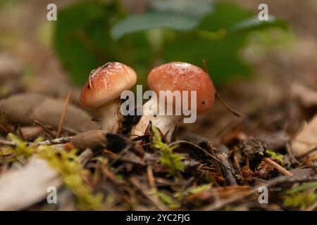Deux petits champignons poussant près l'un de l'autre sur le sol forestier. Banque D'Images