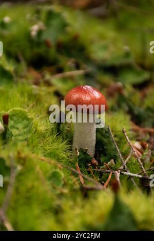 Petit champignon à coiffe rouge poussant sur un sol forestier luxuriant et mousselé Banque D'Images