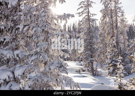 Sapins couverts de neige dans un paysage hivernal ensoleillé Banque D'Images
