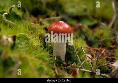 Petit champignon à coiffe rouge poussant sur un sol forestier luxuriant et mousselé Banque D'Images