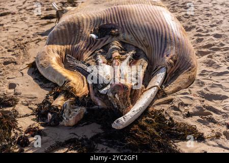 Gros plan de carcasse de baleine avec os et pourriture visibles Banque D'Images