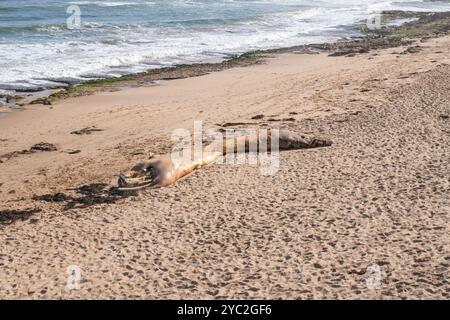 Carcasse de baleine en décomposition sur la treizième plage, vue d'en haut Banque D'Images