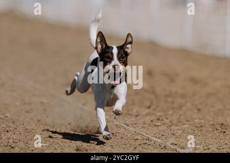 Danois-suédois Farmdog Puppy Running Lure course Sprint Dog Sport Banque D'Images