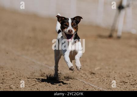 Danois-suédois Farmdog Puppy Running Lure course Sprint Dog Sport Banque D'Images