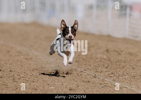 Danois-suédois Farmdog Puppy Running Lure course Sprint Dog Sport Banque D'Images