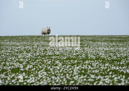 Seul mouton se trouve dans le champ de fleurs blanches, Westray, Orcades, Écosse Banque D'Images