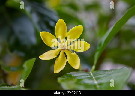 Vue rapprochée de Kedah Gardenia jaune fleurissant sur la branche Banque D'Images