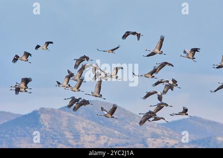 grues communes volant au coucher du soleil Banque D'Images