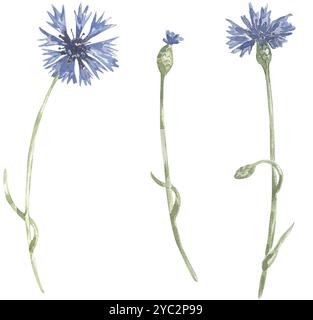 Aquarelle dessinée à la main fleurs de prairie de bleuet ensemble d'illustration Banque D'Images