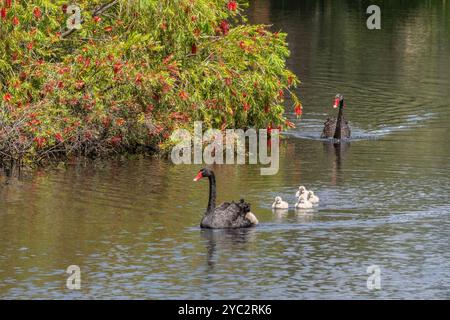 Une famille Black Swan nage dans le lac Jolimont à Perth, en Australie occidentale. L'arbre à fleurs est un biberon. Banque D'Images