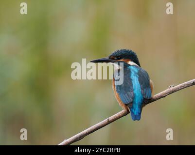 Un autre kingfisher subadulte passant par un territoire vacant où de nombreux juvéniles affinent leurs techniques de pêche. Banque D'Images