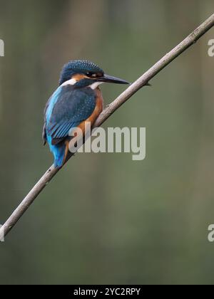 Un autre kingfisher subadulte passant par un territoire vacant où de nombreux juvéniles affinent leurs techniques de pêche. Banque D'Images