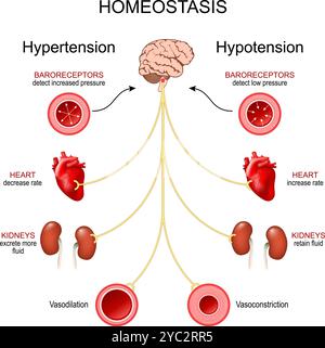 Homéostasie de l'hypotension et de l'hypertension. Régulation de la pression artérielle. Système nerveux sympathique et parasympathique. Diagramme vectoriel Illustration de Vecteur