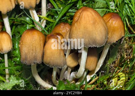 Coprinellus micaceus est un champignon commun souvent trouvé sur les souches ou les rondins d'arbres à feuilles larges. Il a une distribution mondiale. Banque D'Images