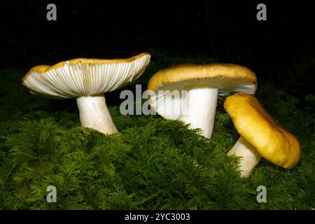 Russula ochroleuca (Russula jaune commun) est répandu et commun dans la forêt mixte de l'hémisphère Nord. Banque D'Images