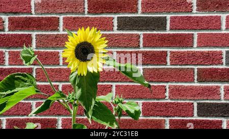 Un tournesol avec des pétales jaunes et un centre sombre pousse contre un mur de briques rouges. Banque D'Images