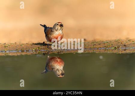 Linnet commun ( Linaria cannabina syn Fringilla cannabina ou Carduelis cannabina تفاحي مألوف ) près d'une flaque d'eau, israël en juin Banque D'Images