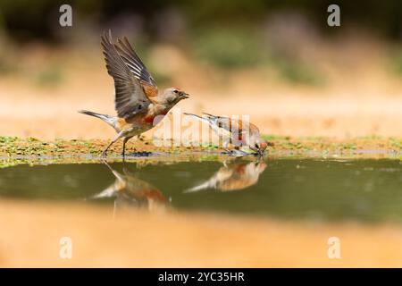 Linnet commun ( Linaria cannabina syn Fringilla cannabina ou Carduelis cannabina تفاحي مألوف ) près d'une flaque d'eau, israël en juin Banque D'Images