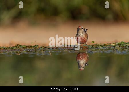 Linnet commun ( Linaria cannabina syn Fringilla cannabina ou Carduelis cannabina تفاحي مألوف ) près d'une flaque d'eau, israël en juillet Banque D'Images