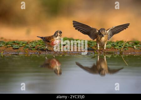 Deux Linnet commun ( Linaria cannabina syn Fringilla cannabina ou Carduelis cannabina تفاحي مألوف ) près d'une flaque d'eau, israël en mai Banque D'Images