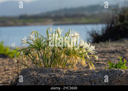 Jonquille de mer, lys de pancratium (pancratium maritimum) طيطان بحري sur la côte méditerranéenne, israël en septembre Banque D'Images