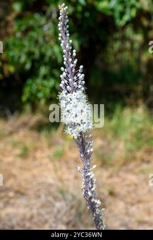 Squill de mer fleurie, (Drimia maritima) عنصل بحري Israël, automne septembre Banque D'Images