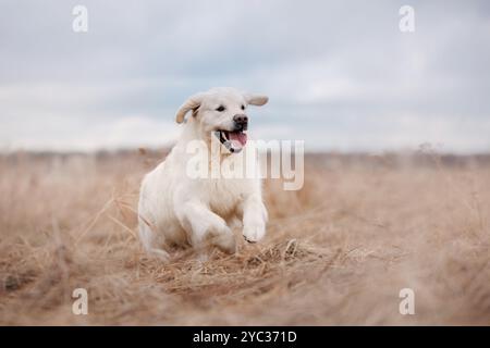 Un Golden Retriever court énergiquement vers la caméra, avec une expression joyeuse. Le mouvement animé du chien est capturé dans le contexte d'un sec Banque D'Images