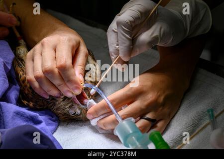 Une crécerelle commune (Falco tinnunculus) عوسق sous anesthésie générale est traitée pour un ulcère dans sa bouche photographié à l'Israel Wildlife Ho Banque D'Images