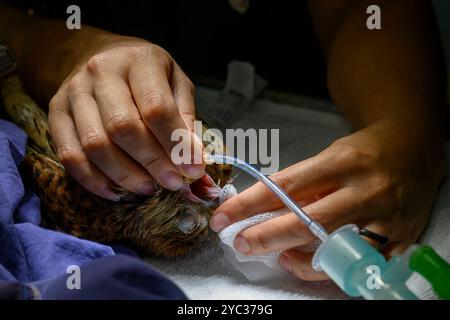 Une crécerelle commune (Falco tinnunculus) عوسق sous anesthésie générale est traitée pour un ulcère dans sa bouche photographié à l'Israel Wildlife Ho Banque D'Images
