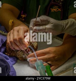 Une crécerelle commune (Falco tinnunculus) عوسق sous anesthésie générale est traitée pour un ulcère dans sa bouche photographié à l'Israel Wildlife Ho Banque D'Images