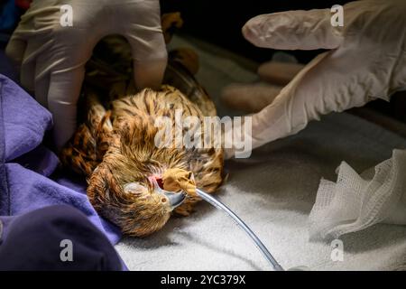 Une crécerelle commune (Falco tinnunculus) عوسق sous anesthésie générale est traitée pour un ulcère dans sa bouche photographié à l'Israel Wildlife Ho Banque D'Images