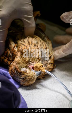 Une crécerelle commune (Falco tinnunculus) عوسق sous anesthésie générale est traitée pour un ulcère dans sa bouche photographié à l'Israel Wildlife Ho Banque D'Images