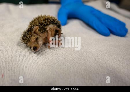 Michal, du personnel vétérinaire, traite un jeune hérisson à longues oreilles orphelin (Hemiechinus auritus) قنفذ طويل الأذن à la réserve israélienne de la faune Banque D'Images