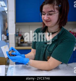 Michal, du personnel vétérinaire, traite un jeune hérisson à longues oreilles orphelin (Hemiechinus auritus) قنفذ طويل الأذن à la réserve israélienne de la faune Banque D'Images