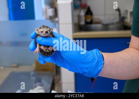 Michal, du personnel vétérinaire, traite un jeune hérisson à longues oreilles orphelin (Hemiechinus auritus) قنفذ طويل الأذن à la réserve israélienne de la faune Banque D'Images