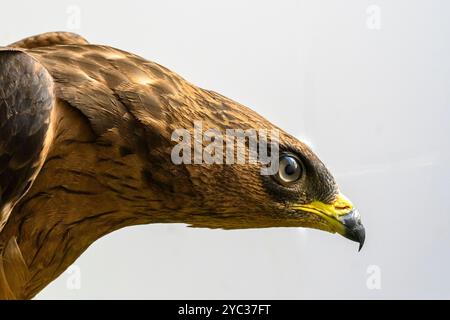 Portrait rapproché du bourdonnement de miel européen (Pernis apivorus), حميمق النحل الأوروبي également connu sous le nom de pern ou pern commun, est un oiseau de proie i. Banque D'Images