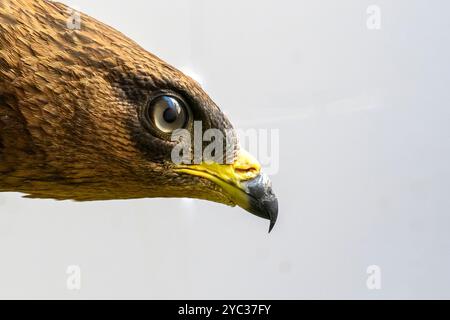 Portrait rapproché du bourdonnement de miel européen (Pernis apivorus), حميمق النحل الأوروبي également connu sous le nom de pern ou pern commun, est un oiseau de proie i. Banque D'Images