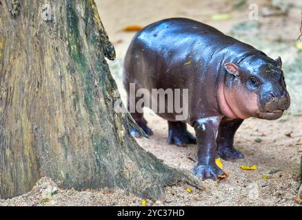 Un hippopotame nain pygmée femelle, Khao Kheow Open Zoo à Chonburi Thaïlande Banque D'Images