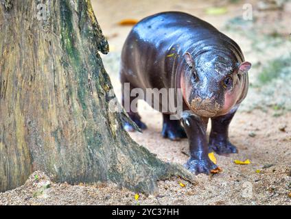 Un hippopotame nain pygmée femelle, Khao Kheow Open Zoo à Chonburi Thaïlande Banque D'Images