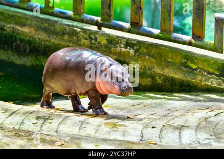 Un hippopotame nain pygmée femelle, Khao Kheow Open Zoo à Chonburi Thaïlande Banque D'Images