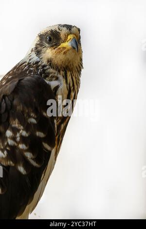 Portrait rapproché du bourdonnement de miel européen (Pernis apivorus), حميمق النحل الأوروبي également connu sous le nom de pern ou pern commun, est un oiseau de proie i. Banque D'Images