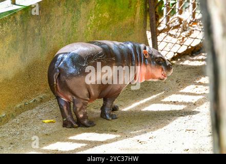 Un hippopotame nain pygmée femelle, Khao Kheow Open Zoo à Chonburi Thaïlande Banque D'Images